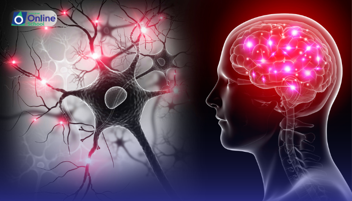 Lesson 09: Reflexes and Neurons